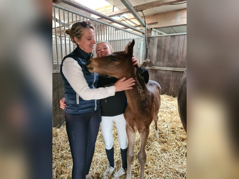 Deutsches Reitpferd Stute 11 Jahre 169 cm Brauner in Herten