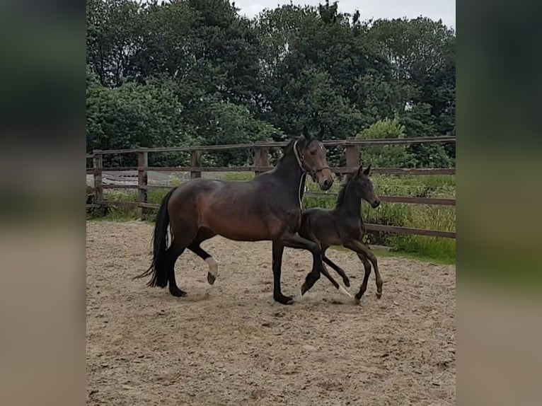 Deutsches Reitpferd Stute 11 Jahre 169 cm Brauner in Herten