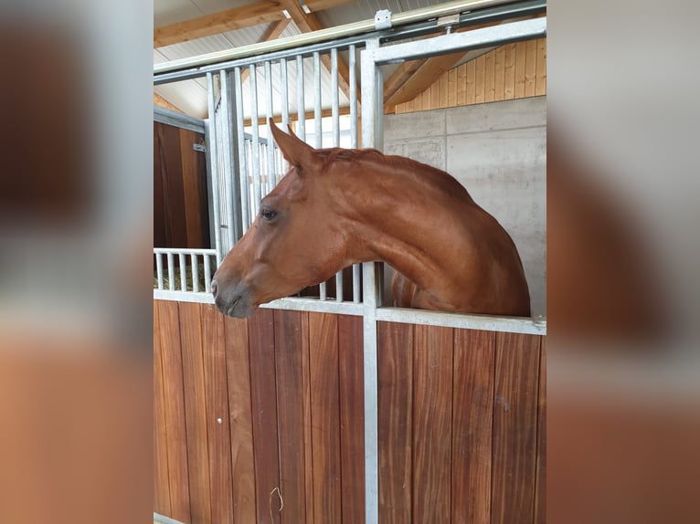 Deutsches Reitpferd Stute 11 Jahre 169 cm Fuchs in Wangen im Allgäu