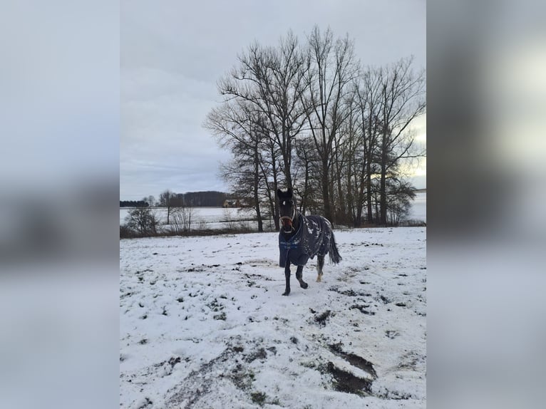 Deutsches Reitpferd Stute 11 Jahre 170 cm Dunkelbrauner in Melle