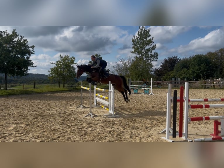 Deutsches Reitpferd Stute 11 Jahre 172 cm Brauner in Wermelskirchen