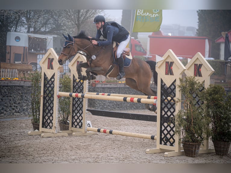 Deutsches Reitpferd Stute 11 Jahre 172 cm Brauner in Wermelskirchen