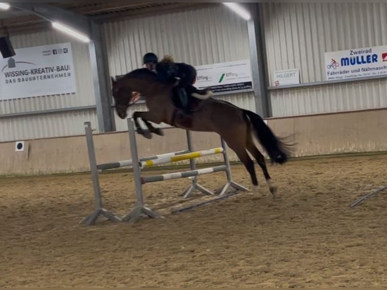 Deutsches Reitpferd Stute 11 Jahre 175 cm Brauner in Ahaus