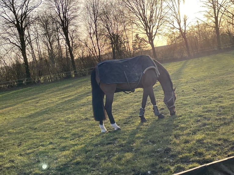 Deutsches Reitpferd Stute 11 Jahre 175 cm Brauner in Ahaus