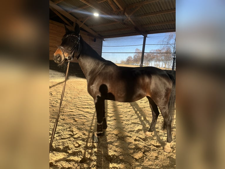 Deutsches Reitpferd Stute 11 Jahre 175 cm Dunkelbrauner in Schönberg