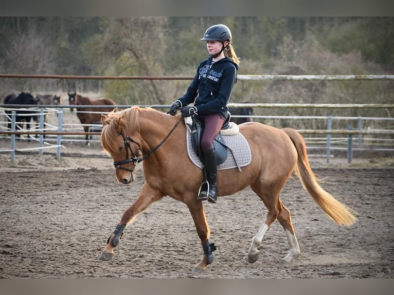 Deutsches Reitpferd Stute 12 Jahre 140 cm Fuchs in Priborn