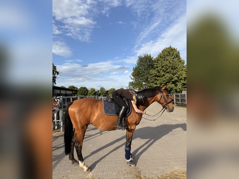 Deutsches Reitpferd Stute 12 Jahre 160 cm Brauner in Frechen
