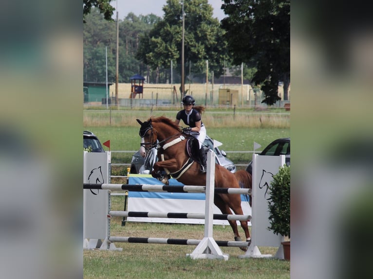 Deutsches Reitpferd Stute 12 Jahre 165 cm Fuchs in Kolkwitz