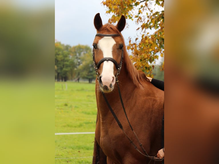 Deutsches Reitpferd Stute 12 Jahre 165 cm Fuchs in Kolkwitz