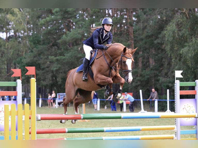 Deutsches Reitpferd Stute 12 Jahre 165 cm Fuchs in Kolkwitz