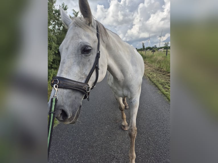 Deutsches Reitpferd Stute 12 Jahre 165 cm Schimmel in Sprakeb&#xFC;ll