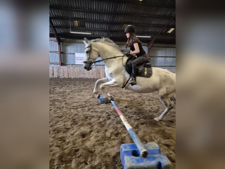 Deutsches Reitpferd Stute 12 Jahre 165 cm Schimmel in Sprakeb&#xFC;ll