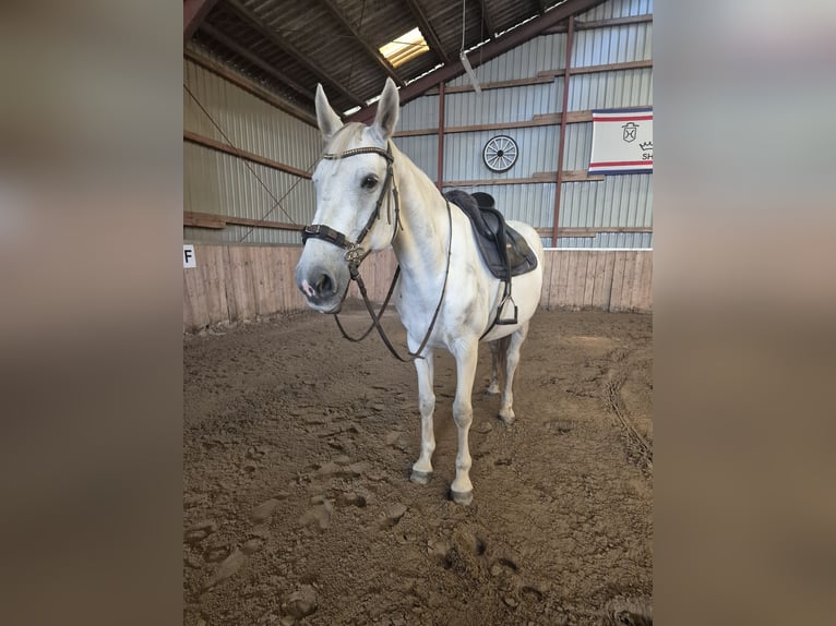 Deutsches Reitpferd Stute 12 Jahre 165 cm Schimmel in Sprakeb&#xFC;ll