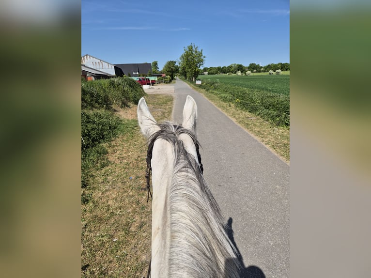 Deutsches Reitpferd Stute 12 Jahre 165 cm Schimmel in Sprakeb&#xFC;ll
