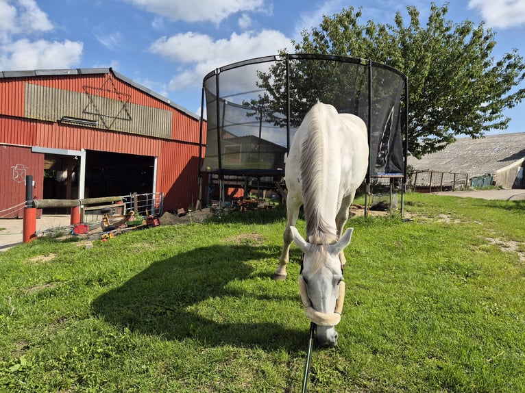 Deutsches Reitpferd Stute 12 Jahre 165 cm Schimmel in Sprakeb&#xFC;ll