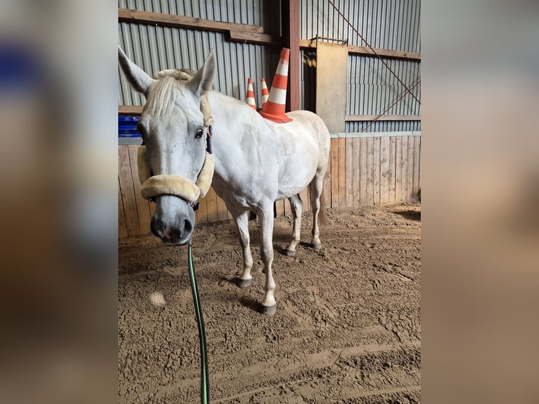 Deutsches Reitpferd Stute 12 Jahre 165 cm Schimmel in Sprakeb&#xFC;ll