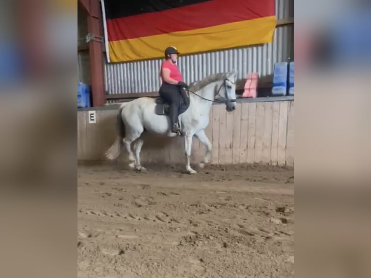 Deutsches Reitpferd Stute 12 Jahre 165 cm Schimmel in Sprakeb&#xFC;ll