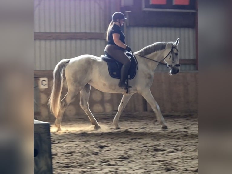 Deutsches Reitpferd Stute 12 Jahre 165 cm Schimmel in Sprakeb&#xFC;ll