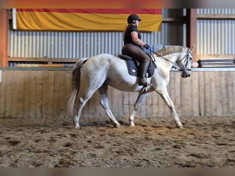 Deutsches Reitpferd Stute 12 Jahre 165 cm Schimmel in Sprakeb&#xFC;ll