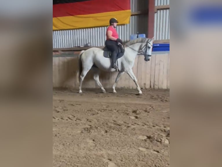 Deutsches Reitpferd Stute 12 Jahre 165 cm Schimmel in Sprakeb&#xFC;ll