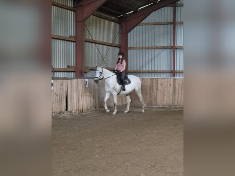 Deutsches Reitpferd Stute 12 Jahre 165 cm Schimmel in Sprakeb&#xFC;ll