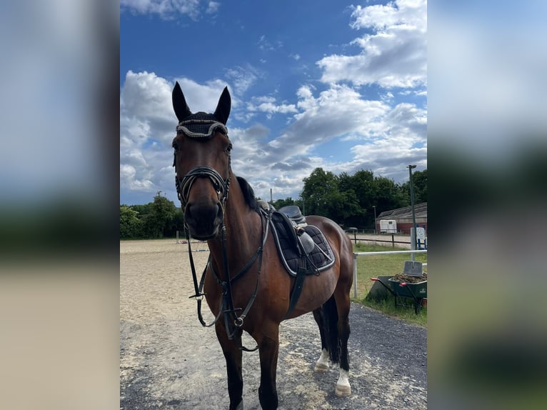 Deutsches Reitpferd Stute 12 Jahre 166 cm Brauner in Gelsenkirchen