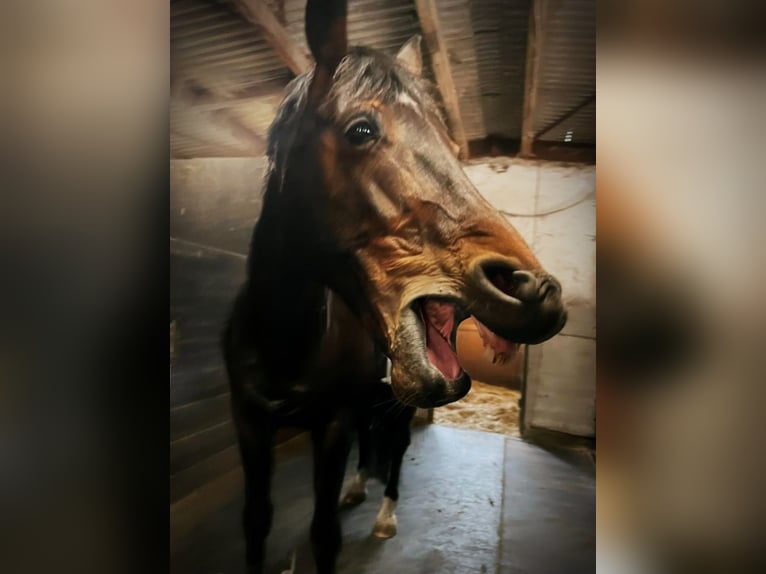 Deutsches Reitpferd Stute 12 Jahre 166 cm Brauner in Gelsenkirchen