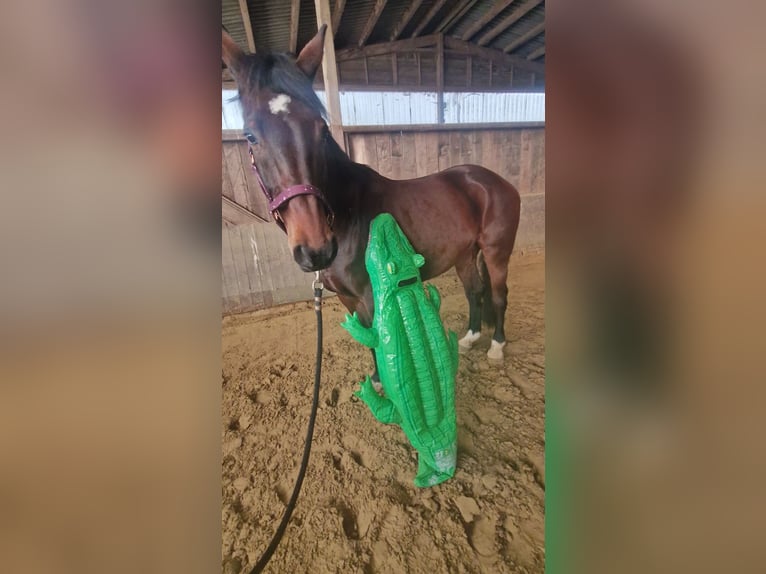 Deutsches Reitpferd Stute 12 Jahre 166 cm Brauner in Gelsenkirchen