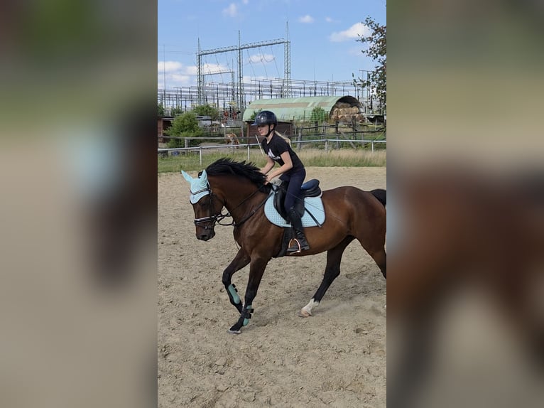 Deutsches Reitpferd Stute 12 Jahre 166 cm Brauner in Gelsenkirchen