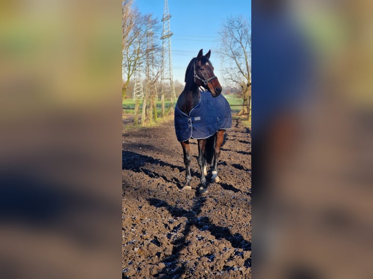 Deutsches Reitpferd Stute 12 Jahre 166 cm Brauner in Gelsenkirchen