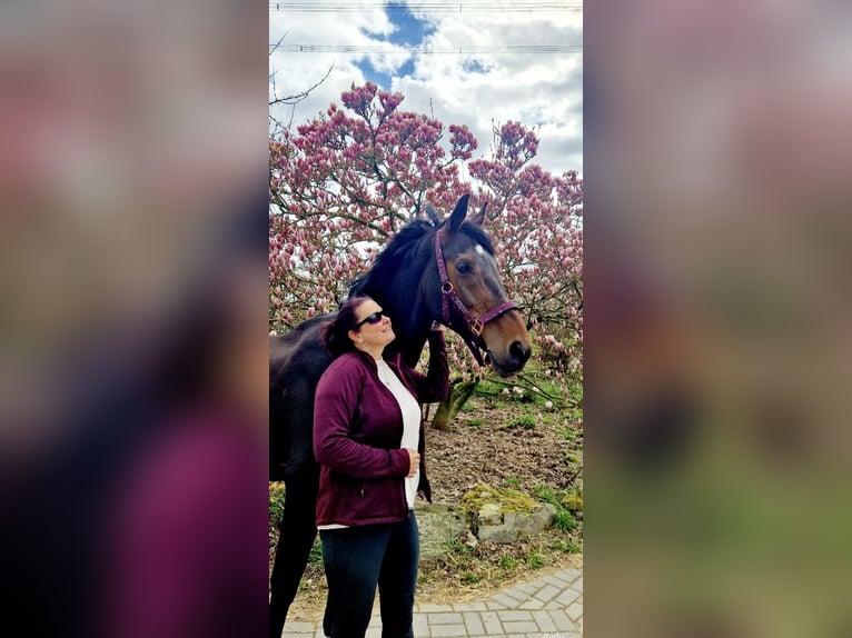 Deutsches Reitpferd Stute 12 Jahre 166 cm Brauner in Gelsenkirchen