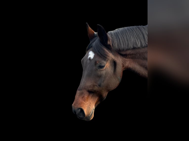 Deutsches Reitpferd Stute 12 Jahre 166 cm Brauner in Gelsenkirchen