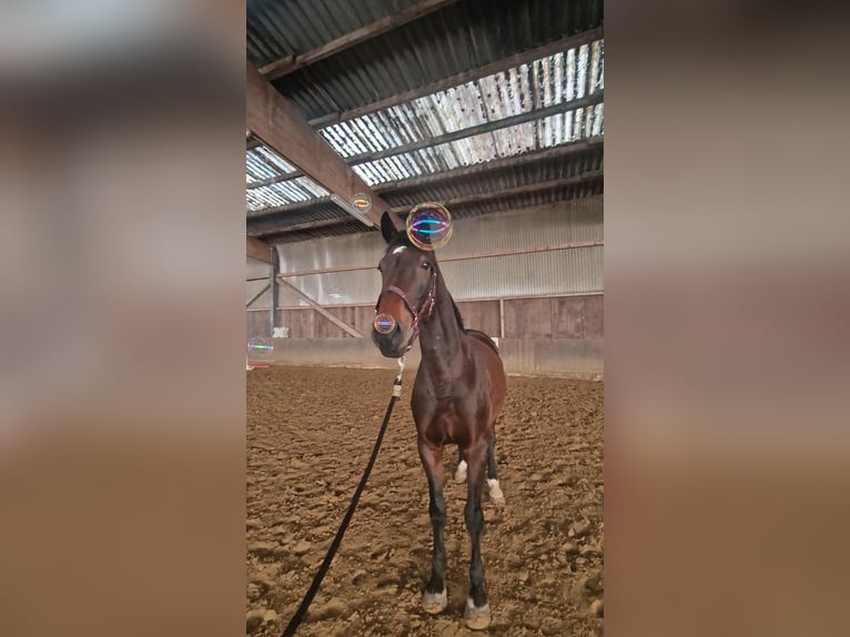 Deutsches Reitpferd Stute 12 Jahre 166 cm Brauner in Gelsenkirchen