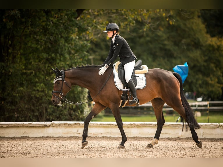 Deutsches Reitpferd Stute 12 Jahre 167 cm Brauner in Göppingen