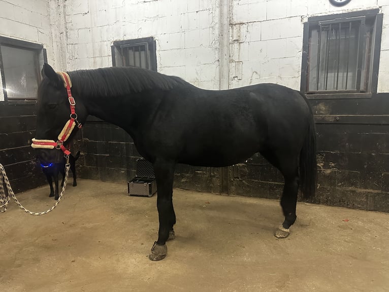 Deutsches Reitpferd Stute 12 Jahre 168 cm Rappe in Nessetal