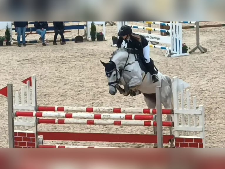 Deutsches Reitpferd Stute 12 Jahre 168 cm Schimmel in Ulm