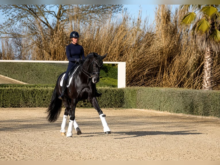 Deutsches Reitpferd Stute 12 Jahre 172 cm Rappe in Bouches du Rhône