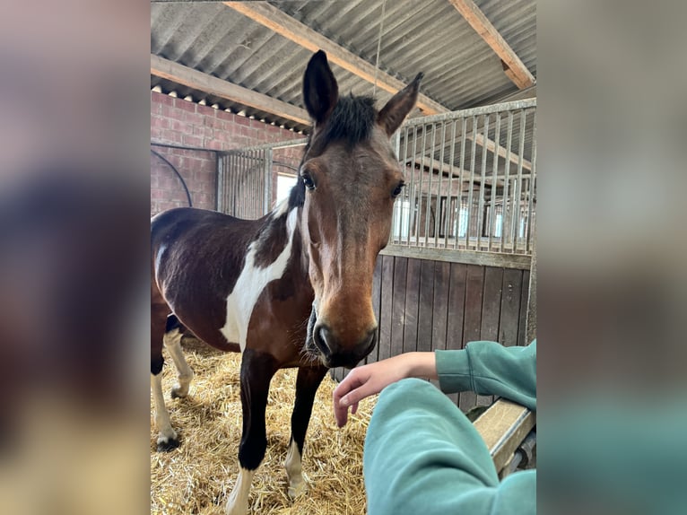 Deutsches Reitpferd Mix Stute 12 Jahre 172 cm Schecke in Erkelenz