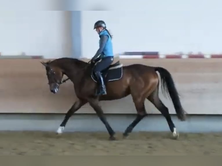 Deutsches Reitpferd Stute 12 Jahre 173 cm Brauner in Biberach an der Riß Deutsches Reitpferd Stute 12 Jahre 173 cm Brauner in Biberach an der Riß