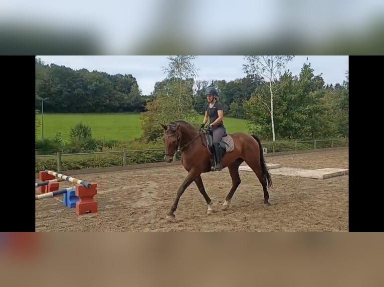 Deutsches Reitpferd Stute 12 Jahre 173 cm Brauner in Biberach an der Riß Deutsches Reitpferd Stute 12 Jahre 173 cm Brauner in Biberach an der Riß