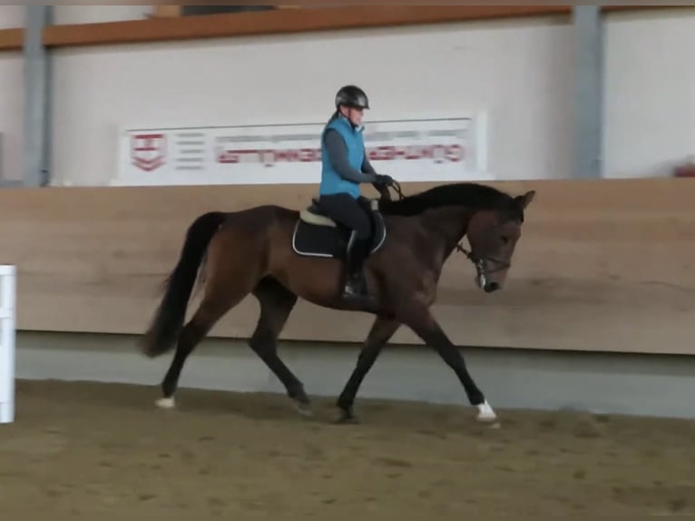 Deutsches Reitpferd Stute 12 Jahre 173 cm Brauner in Biberach an der Riß Deutsches Reitpferd Stute 12 Jahre 173 cm Brauner in Biberach an der Riß
