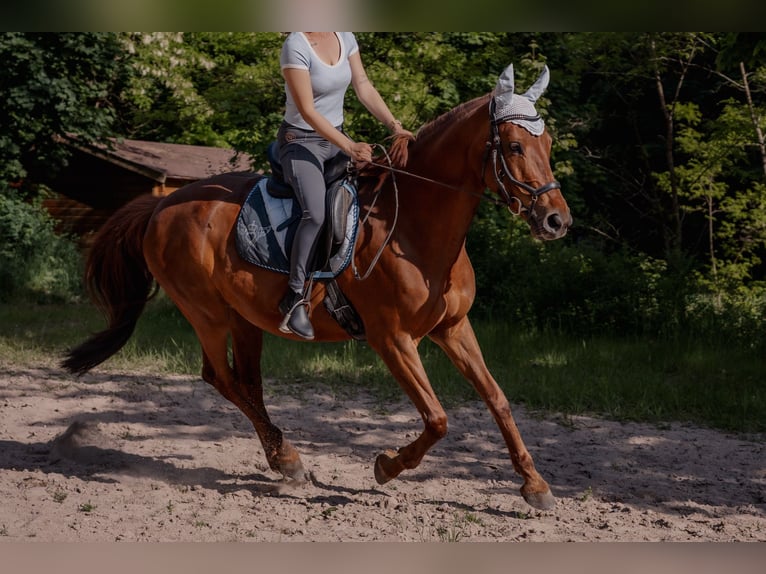 Deutsches Reitpferd Stute 12 Jahre Brauner in Grub am Forst