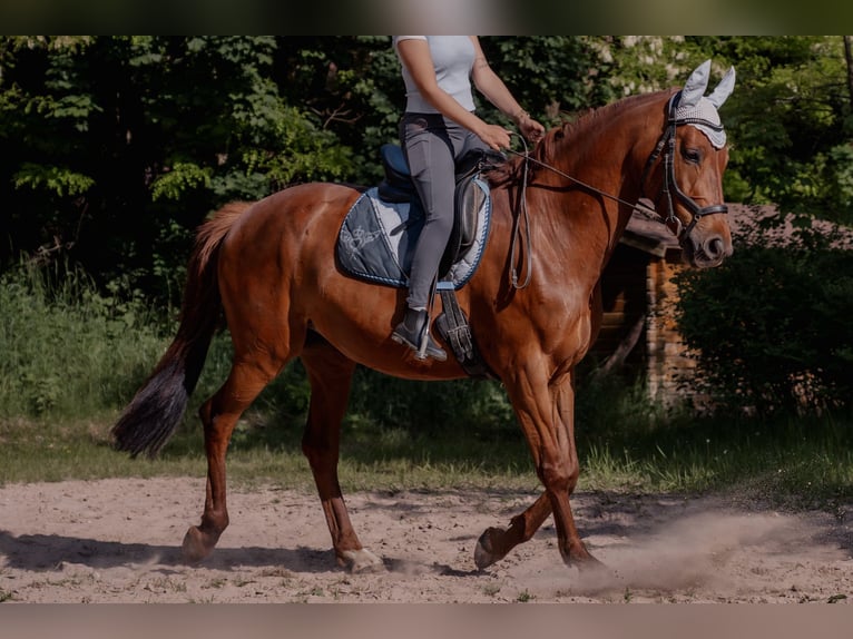 Deutsches Reitpferd Stute 12 Jahre Brauner in Grub am Forst
