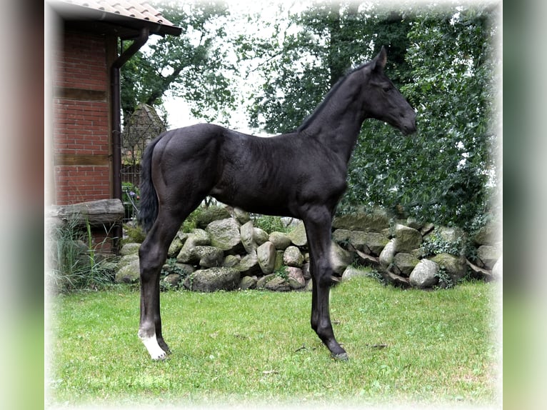 Deutsches Reitpferd Stute 12 Jahre in Löningen