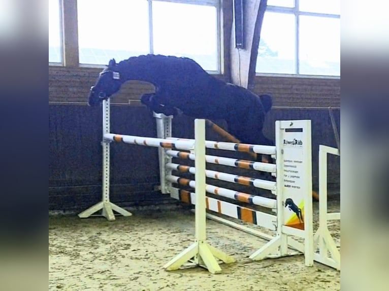 Deutsches Reitpferd Stute 13 Jahre 153 cm Rappe in Uetze