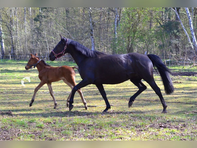 Deutsches Reitpferd Stute 13 Jahre 153 cm Rappe in Uetze