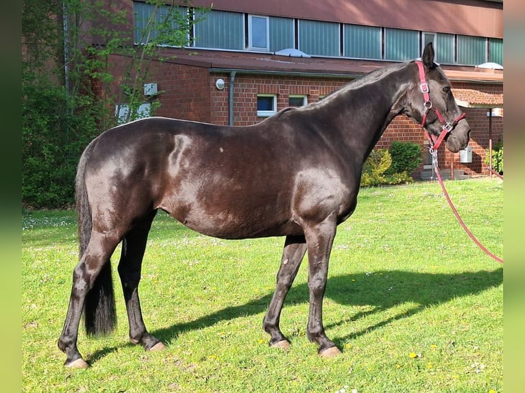 Deutsches Reitpferd Stute 13 Jahre 153 cm Rappe in Uetze