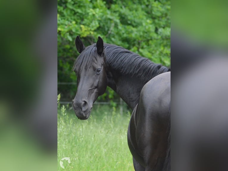 Deutsches Reitpferd Stute 13 Jahre 153 cm Rappe in Uetze