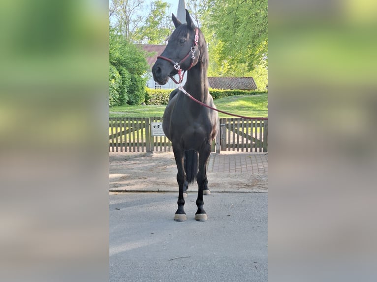 Deutsches Reitpferd Stute 13 Jahre 153 cm Rappe in Uetze