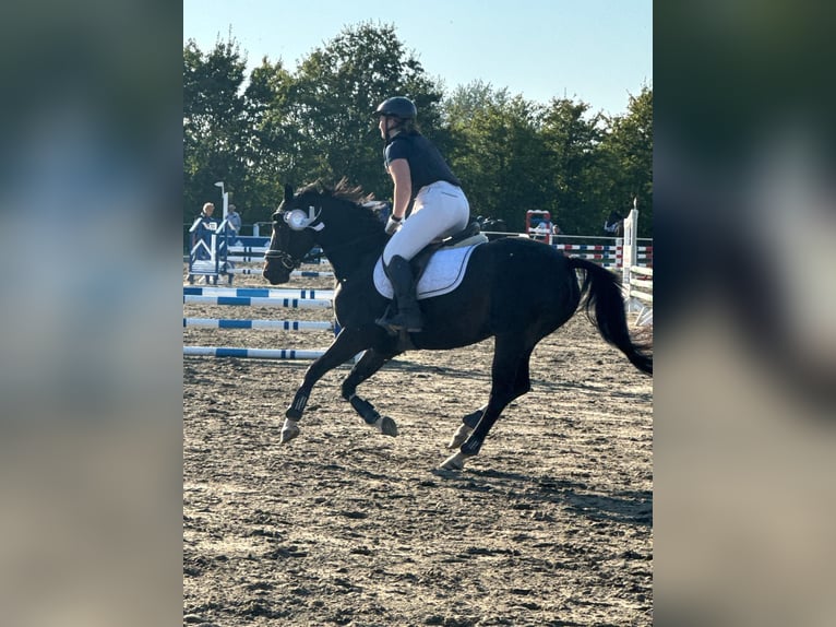 Deutsches Reitpferd Stute 13 Jahre 154 cm Dunkelbrauner in Schaalby
